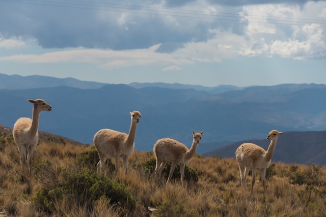 Salta